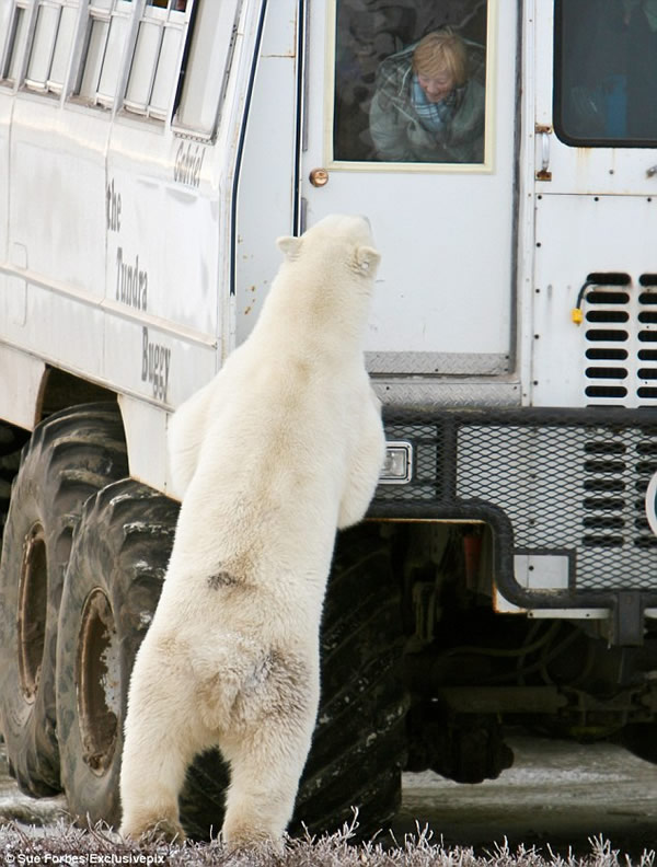 加拿大一头北极熊读懂图标并模仿