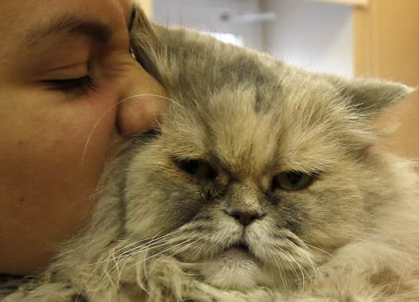 超过1/5的人想要知道猫为什么会发出呜呜声