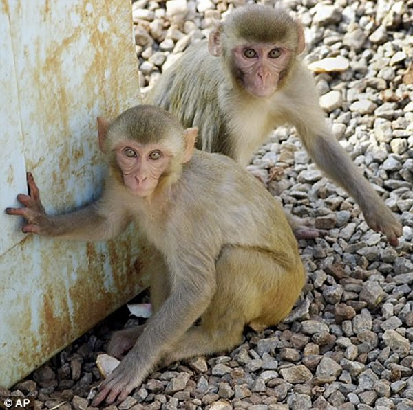 �����ڴ����е�Ұ��