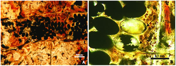 2.7亿年前鲨鱼的粪便中发现寄生虫卵化石
