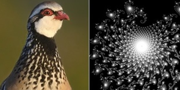 �о���Ա����������ë��ϵĸ����Կ�����һ������������