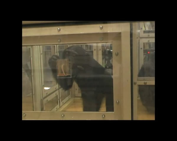 ������������һ�����ֳ�ͨ���۲�ѧϰ���ɵ�����