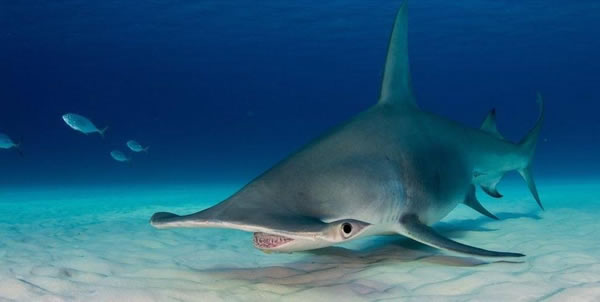 巴哈马群岛的比米尼岛附近的双髻鲨