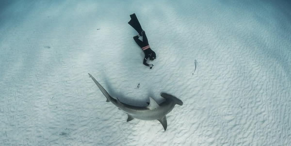巴哈马群岛的比米尼岛附近的双髻鲨
