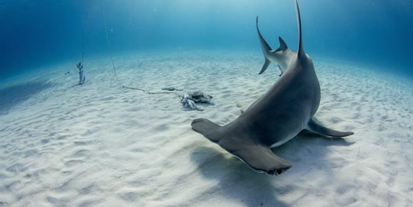 巴哈马群岛的比米尼岛附近的双髻鲨