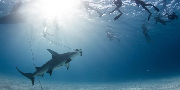 巴哈马群岛的比米尼岛附近的双髻鲨