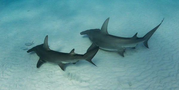 巴哈马群岛的比米尼岛附近的双髻鲨