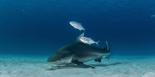 巴哈马群岛的比米尼岛附近的双髻鲨