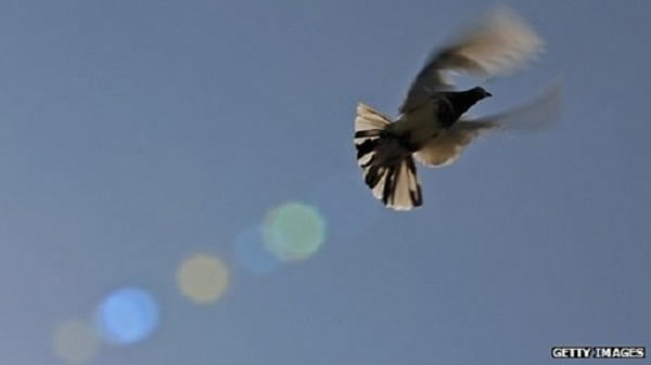 信鸽是卓越的航行家,但是当它们从美国的Jersey山上被放飞的时候它们也迷路了