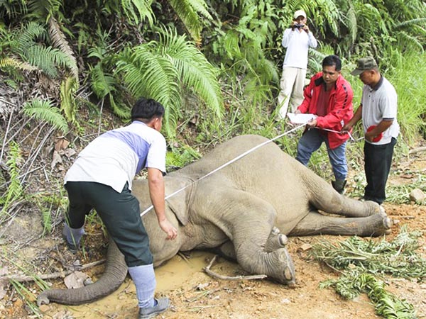 Wildlife officials inspect a dead pygmy elephant in Gunung Rara Forest Reserve o