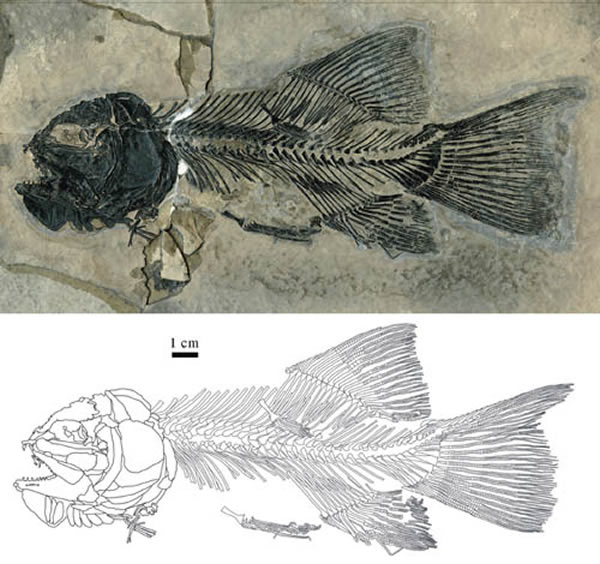 ��������(Gymnoichthys inopinatus)�±걾��IVPP V 16354��(�𷫹�ͼ)