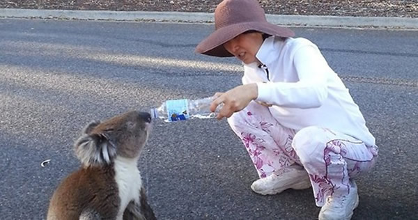 澳大利亚一只考拉口渴在街头讨水