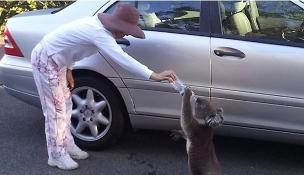 澳大利亚一只考拉口渴在街头讨水