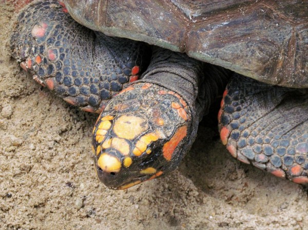 A red-footed tortoise (file picture). Photograph by Fabio Maffei, My Shot