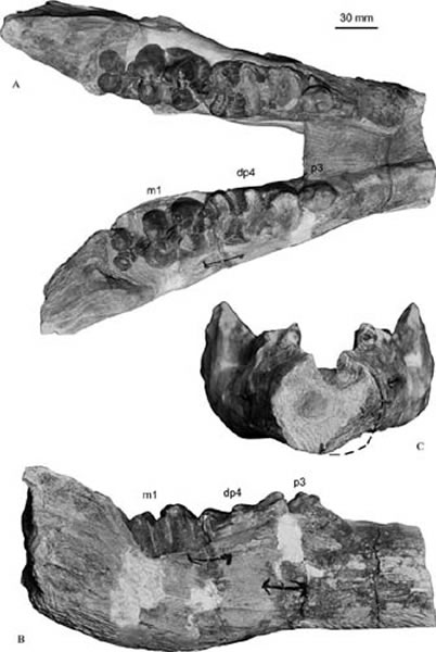ά��Ƕ�������걾,A ���ӣ�B ���ӣ�C �����ӡ��������빩ͼ��
