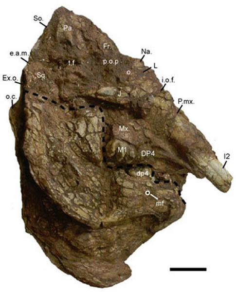 л֣ͷǼǣͱ걾V 18221Ԫͼ