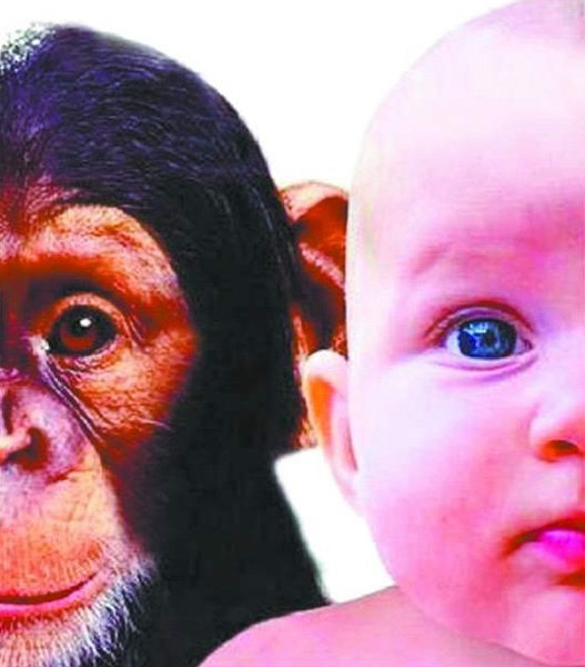 大脑功能偏侧化程度由人到猿再到猴依次递减