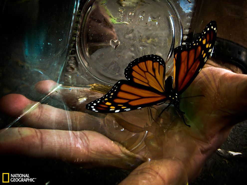 君王蝶破茧而出 - 神秘的地球 科学|自然|地理|探