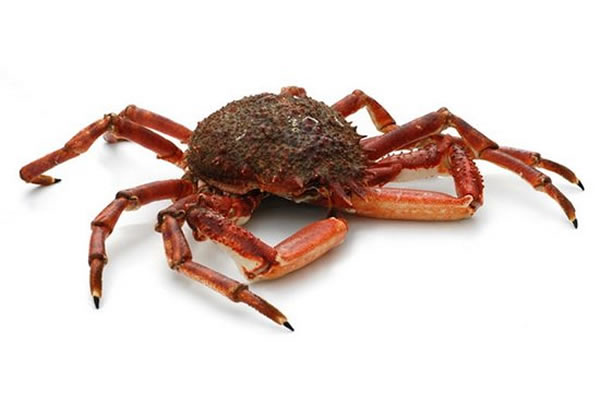 科学家在西班牙北部采石场发现迄今最古老的蜘蛛蟹,具有1亿年历史,比之前最古老蜘蛛蟹物种早几百万年