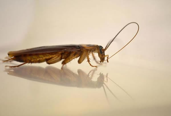 蟑螂通过清洁触须保持嗅觉灵敏度