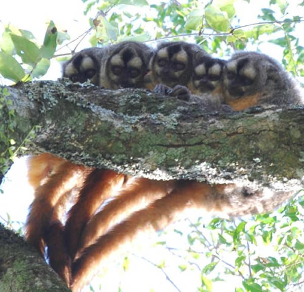 �԰��������èͷӥ��ȶ���µ�èͷӥ�����ֳ������ǿ