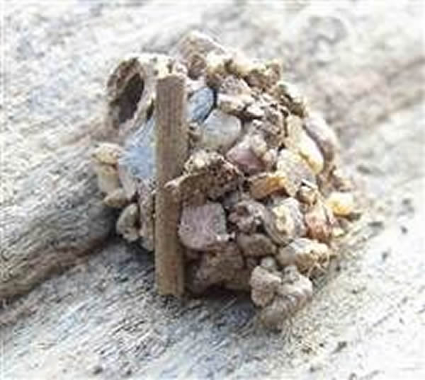 Zodarian食蚁蛛圆顶形巢穴