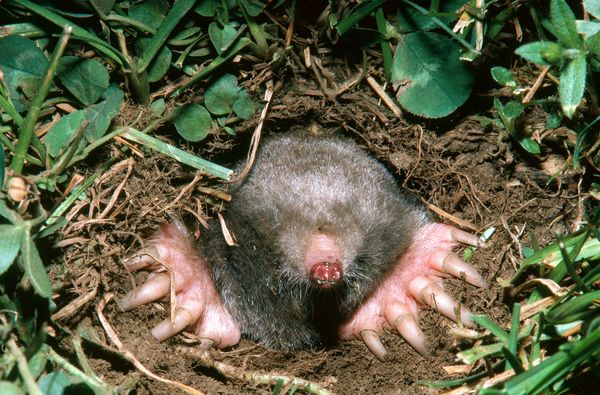 A common mole emerges from its underground tunnel in Massachusetts.