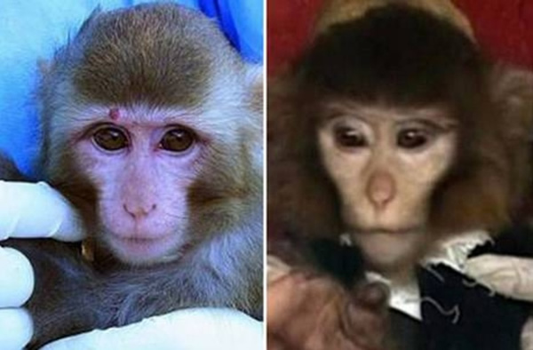 Iran Claims Photo Mixup in Monkey Launch