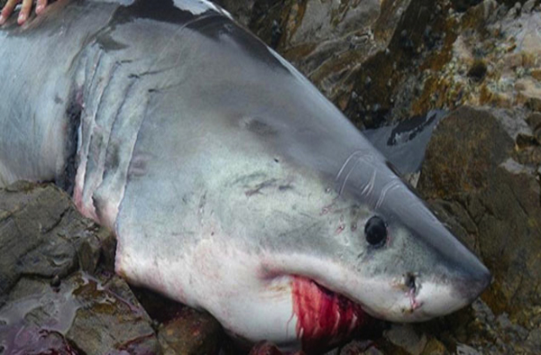 Man Sentenced for Abusing Great White Shark