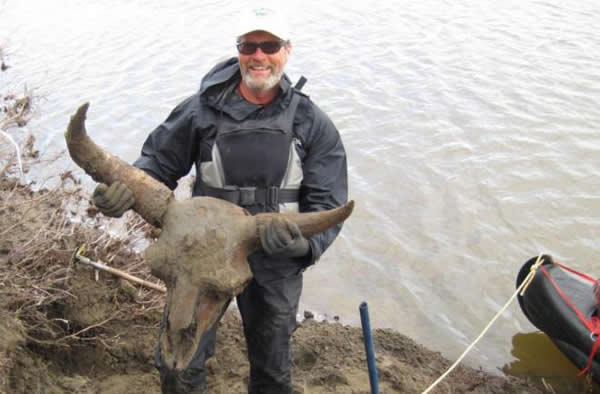 Rare Bison Discovered in Alaskan Permafrost