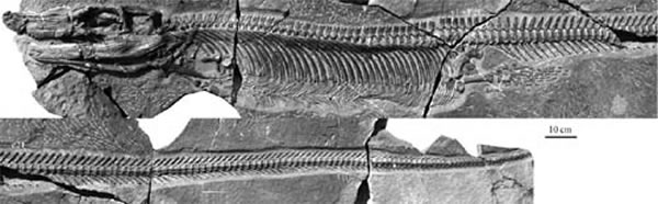 双列齿凹棘龙正型标本侧视(ZMNH M8804) (赵丽君供图)