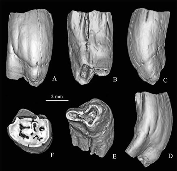 ϲԲTschalimys ckhikvadzeiǰʳ(IVPP V 8107) 3Dԭͼ ԣͼ