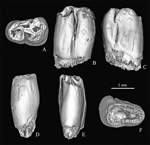 ϲԲTschalimys ckhikvadzeiǰʳ(IVPP V 17928) 3Dԭͼԣͼ