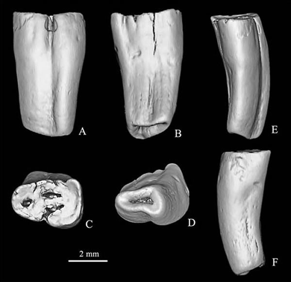 ϼԲSimpligaulus yangi gen. et sp. nov.ǰʳ(IVPP V 17929) 3Dԭͼԣͼ