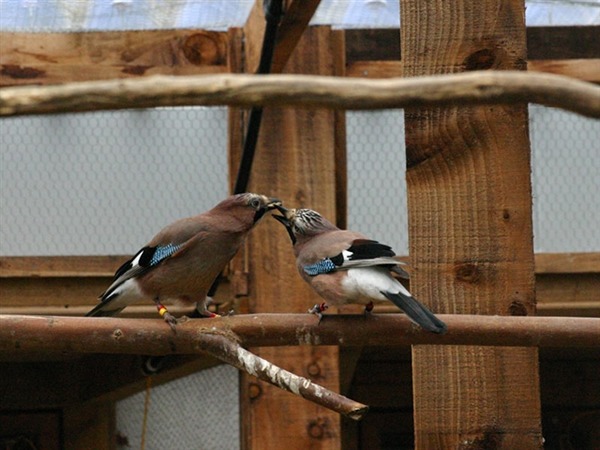 ����ŷ����ѻ��ʾ���ڼ����Է�ιʳ