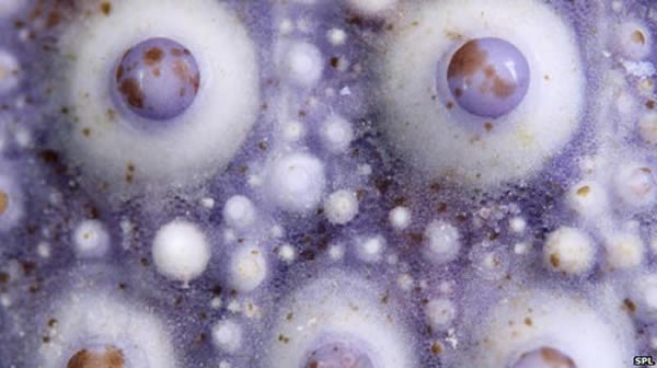 ��ѧ�ҷ��ֺ�������������и�Ũ�ȵ������ɲ���CO2��