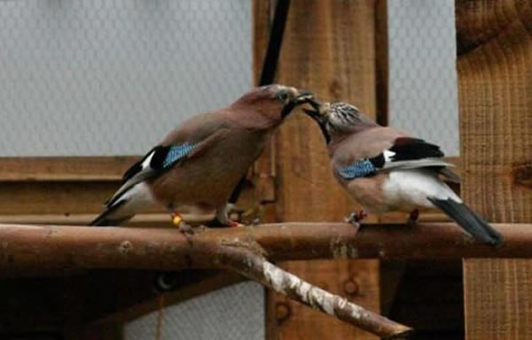 处于恋爱关系中的雄性欧亚松鸦能够读懂伴侣的食欲