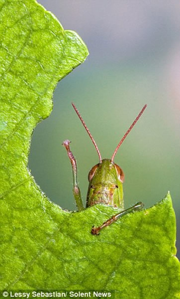 һֻ��������һƬľ�Ȼ�Ҷ�Ӷ����˷ܵء����֡�