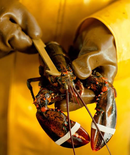 Smaller chicken lobsters weigh about a pound each.