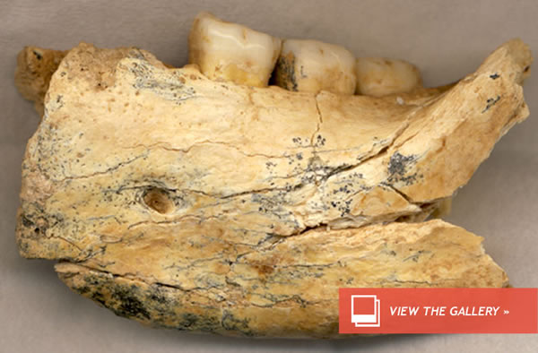 An ancient hominin jawbone unearthed in a Serbian cave may be more than half a m