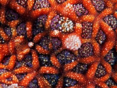 科学家通过研究一个小型肉食恐龙巢穴认为先有