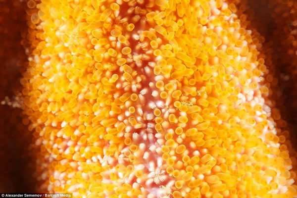 ��΢ͼ���ʾ�˺��ǲ�Ϊ��֪��һ��