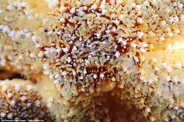 ���޵ĺ����ǵ���΢ͼ��