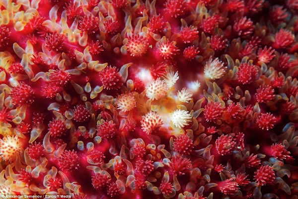 �����ϱ�Ƥ���������������ṹҲ��ͬ