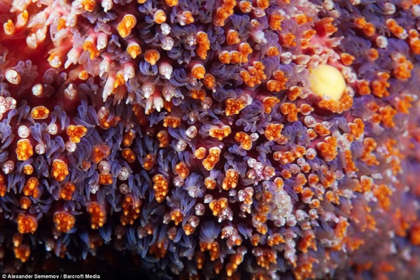 ���̳��Ƶ��ձ���������΢��Ƭ