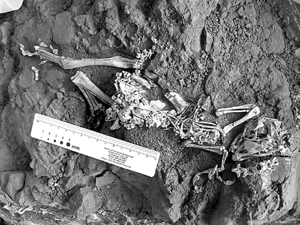 ĿǰСԵʯԥʯ20083ںﴨ