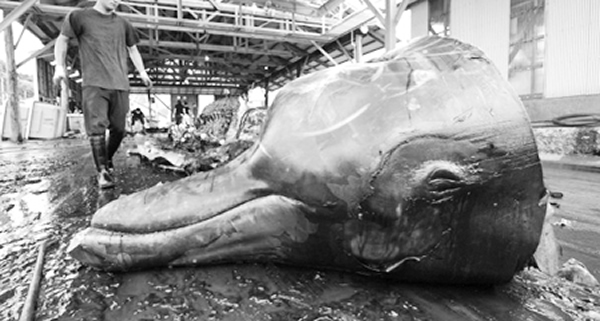 �ձ��ȹ��ҵ���ν��ѧ����ʵ���Ǿ���αװ����ҵ�����