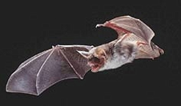 蝙蝠可能调整它们的回声定位呼叫从而与环境噪声竞争