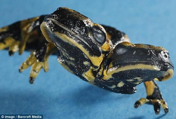 火蜥蜴的每个头部都有一个独立的大脑