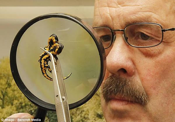 这种双头动物经常会在行动上缺少方向感,并且会有眩晕的感觉